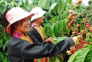 Rainforest Alliance promotes regenerative agriculture in Việt Nam