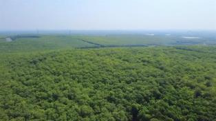 Rubber traceability accelerated as EU deforestation regulation deadline nears