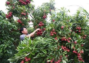 Bắc Ninh lychee revenue hits record despite lower harvest