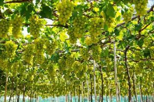 Incentive policies for high-tech agricultural zones