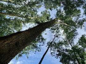Large-diameter forests key to sustainable growth of Việt Nams wood industry