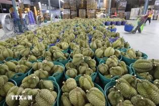 Durian exports recover despite mounting price pressure