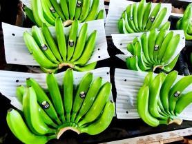 Korean convenience store chain runs dedicated banana farm in Việt Nam for steady supply