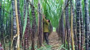 Sugar industry shifts focus to quality
