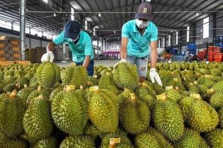 China spends nearly 1b on Vietnamese durian in first half