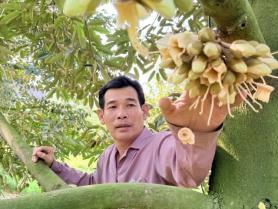 After boom, durian industry seeks higher value