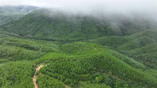 Large-timber development accelerated as forestry exports grow