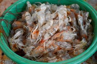 Seafood by-products offer untapped potential for Việt Nams circular bioeconomy