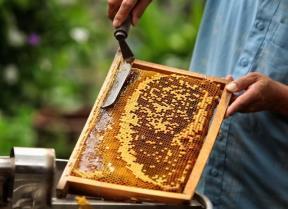 US reviews trade defence duties on Vietnamese solar panels, honey and woven bags
