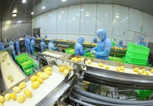 Fruit, vegetable exports hit record as processing gains momentum