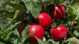 New Zealands new apple variety makes global debut in Việt Nam