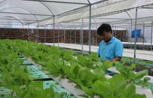 HCM City promotes high-tech urban agriculture and food processing