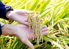 Philippines record rice import plan opens export opportunities