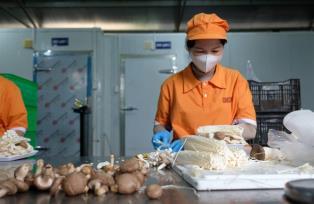 Food exports face tougher multi-standard requirements