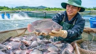 Tilapia exports to Brazil surge 222 times in eight months
