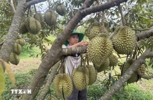 Digital technology propels Đắk Lắks agro products onto global market

