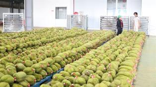 Việt Nam targets durian exports of around 4 billion in 2026