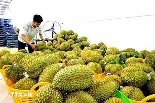 Agricultural, forestry and fishery exports reach nearly 49.3 billion after eight months