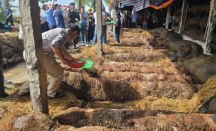 Rice straw emerges as key resource in Việt Nams net-zero push, experts say