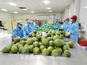 Vĩnh Long scales up green-skinned pomelo farming for export