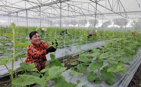 Hà Nộis path to sustainable farming