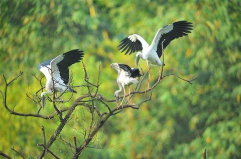 Thung Nham: A haven for birds