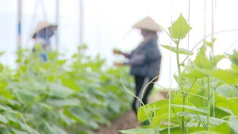 Israeli know-how takes root