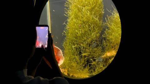 Dive into the underwater world