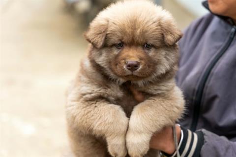 Preserving the fluffy Bắc Hà