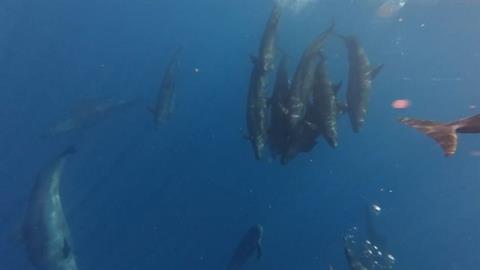 Whale pod sighting near Phú Quý