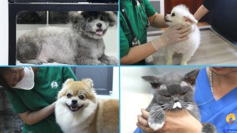 Pet care tips for summer