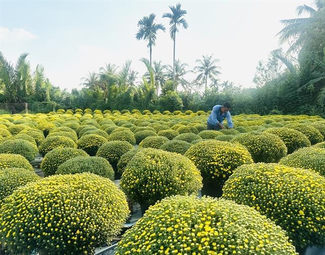 Chợ Lách: the Mekong Deltas ornamental plant production district