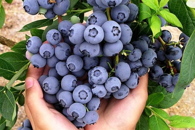 Polish blueberries enter Việt Nam market  
