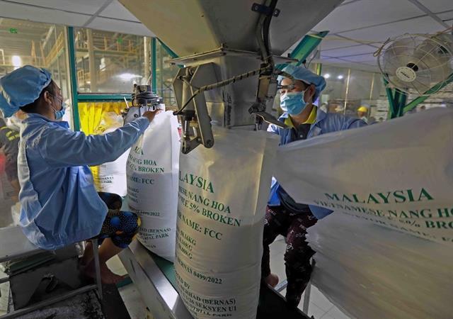 Việt Nam rice exports face pressure from Philippines ban