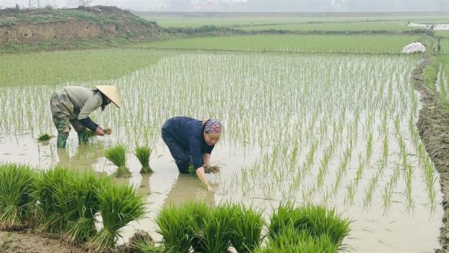 Storms highlight urgent need for farm insurance in Việt Nam
