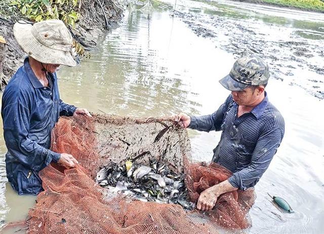 Developing tilapia into a strategic export industry for Việt Nam