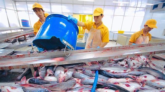 Pangasius exports focus on expanding to CPTPP and Middle East