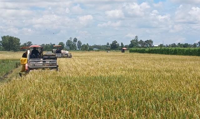 Low-emission rice marks breakthrough in Vietnamese rice sectors green transformation