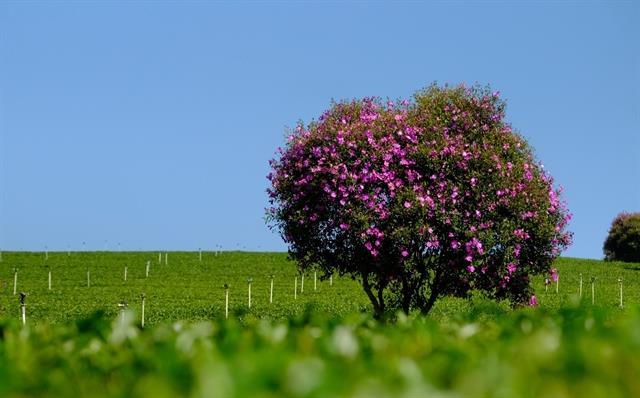 Pakistan allows re-export of nearly 500 tea containers of Việt Nam stranded at Karachi Port