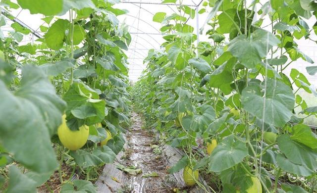 Bắc Ninh expands safe-cultivation areas to boost agricultural exports
