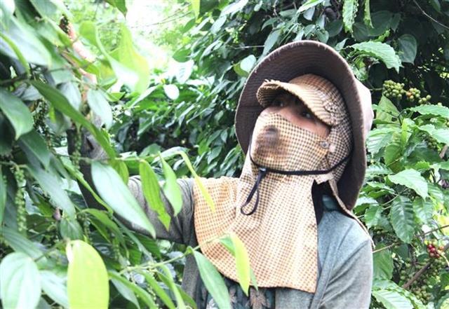 Việt Nams pepper exports exceed 1.5 billion as global prices stay elevated