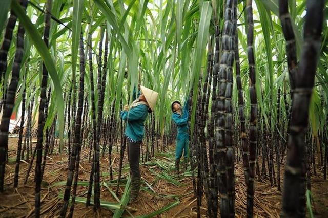 Việt Nams sugar prices move against global trends