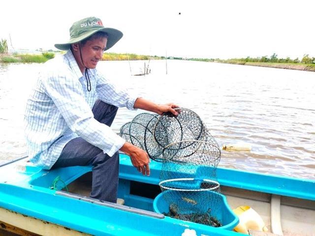 Cà Mau shrimp prices tumble amid 46% US tariff on Vietnamese goods