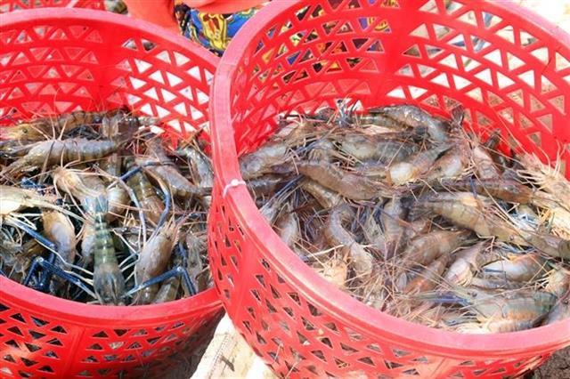 Việt Nam charts green path for shrimp industry amid global sustainability push
