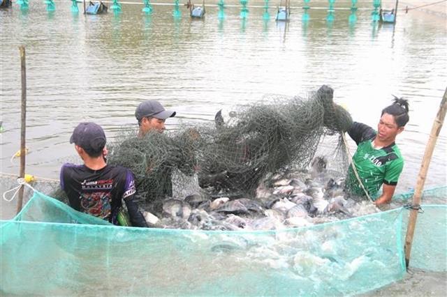 Việt Nam exports nearly half of its tilapia to the US market