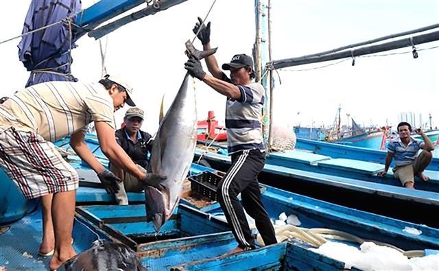 Tuna exports to Halal markets rise, but more supporting policies needed