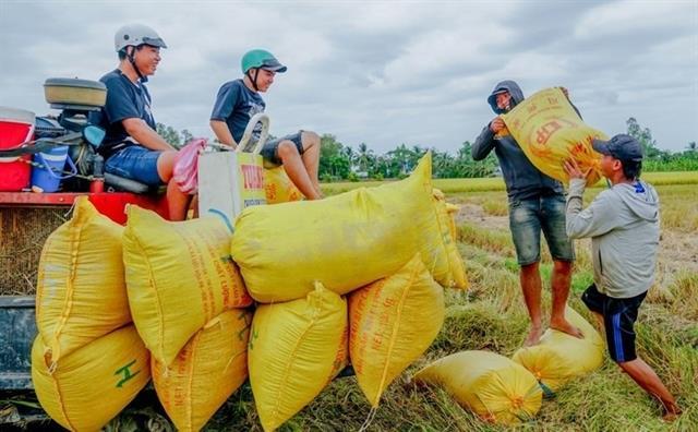 Việt Nams rice export prices fall nearly 19 per cent despite growing volume
