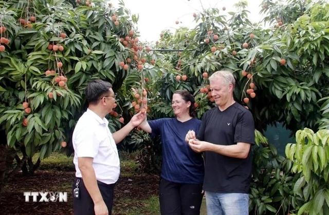 Lục Ngạn to host lychee tourism festival