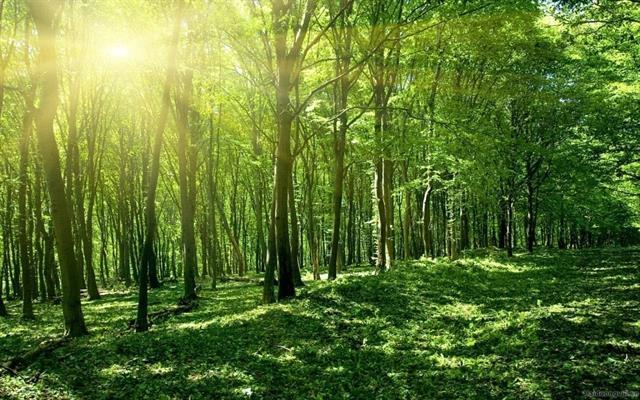 Adopting global forest certification – a method for companies to protect forest resources