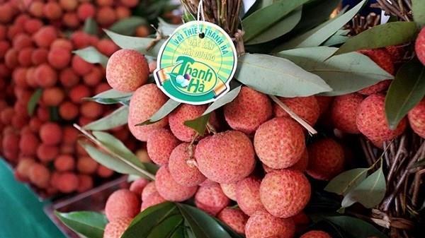 Vietnamese lychees attract international buyers, exports triple